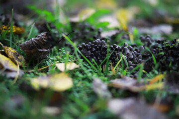 Sticker - Lush Green Grass with Patches of Mushrooms and Fallen Leaves in Autumn Forest