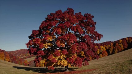 Poster - Majestic Autumn Tree