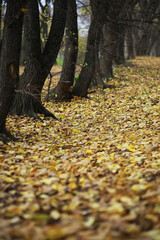 Poster - Autumn Forest Path Covered in Golden Leaves Among Tall Trees in Scenic Woodland