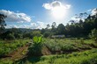 © Yeivaz - Sustainable Farmland with Lush Greenery