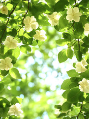 Wall Mural - Sunlight filters through vibrant green leaves and delicate white blossoms creating a soft natural frame with a bokeh background.