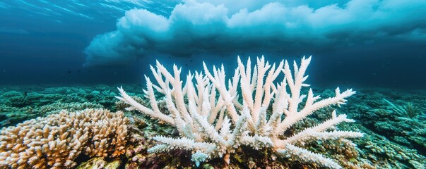 Poster - Acid rain climate change idea. Vibrant coral reef thriving underwater with stunning blue hues and healthy marine life.
