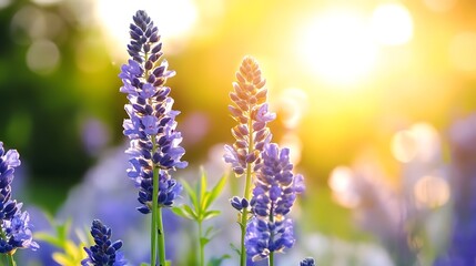 Poster - Beautiful purple flowers illuminated by sunlight in a garden setting : Generative AI