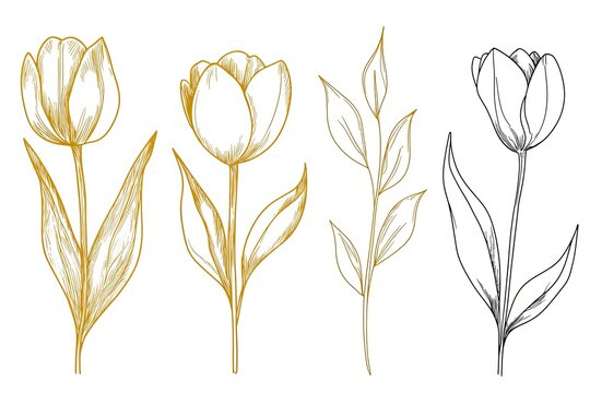 Tulips flower with leaves set, golden foil, silhouette and ink line art. Spring floral hand drawn.