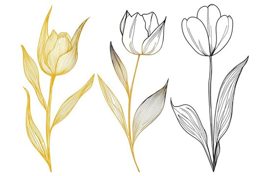 Tulips flower with leaves set, golden foil, silhouette and ink line art. Spring floral hand drawn.