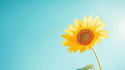 Poster - A single sunflower in full bloom, its yellow petals glowing in the warm sunlight against a clear blue sky.
