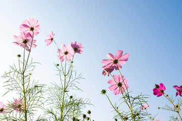 Wall Mural - cosmos colourful flowers freshness and blue sky and clouds nature background