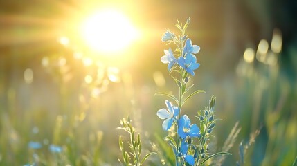Fototapete - Delicate blue flower bathed in warm sunlight with a soft focus on a beautiful morning : Generative AI