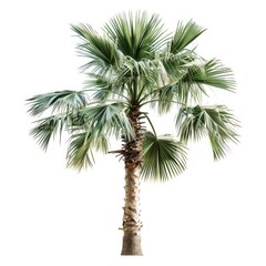 Poster - Tropical palm tree isolated