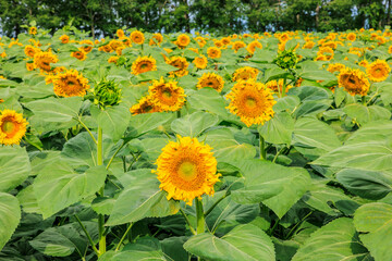 Sticker - Vibrant sunflowers are blooming in the agriculture field