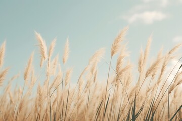 Naklejka na meble Grass lawn wallpaper sky backgrounds outdoors.