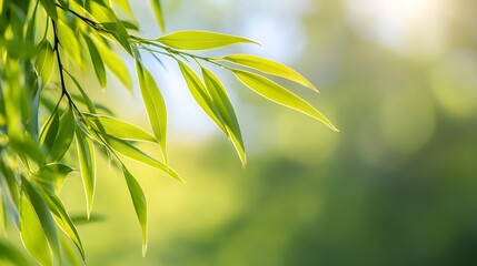 Poster - Vibrant green bamboo leaves illuminated by soft sunlight in a natural setting : Generative AI