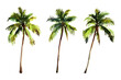© mazaya - Illustration Of Three Lush Green Palm Trees With Varying Heights On A White Background
