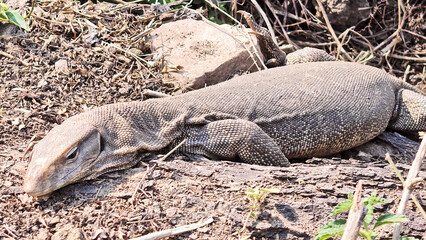 Wall Mural - Resting Monitor Lizard on Dry Terrain