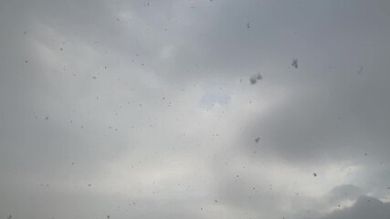 Poster - Cloudy sky with clouds and snowfall in frosty winter season - real time, natural sky background with snowflakes in air. Topics: weather, cloudscape, meteorology, sky space