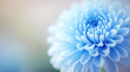 Wall Mural - A beautiful close-up of a blue flower with delicate petals against a soft background.