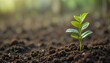 © GIFTE - Seedling growth nature photography outdoor close-up sustainability