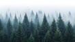 © yogiandrias - Misty Forest Evergreen Trees Landscape Scene