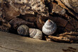 © Stacy Howell - Snails on a dried piece of wood