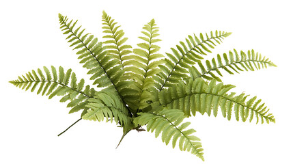 Wall Mural - PNG Fern nature outdoors plant.