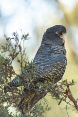 Wall Mural - Black Cockatoo Perched on Branch