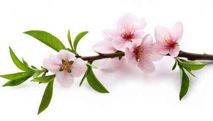 Wall Mural - Peach tree branch with delicate pink flowers and lush green leaves isolated on a pristine white background, capturing the essence of spring