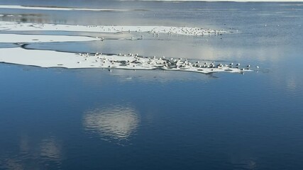 Poster - Ice floes floating in cold lake water. Flock of seagulls sitting on ice floe.