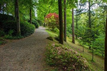 Wall Mural - Rhododendron   blossom  and  topiary  art  in Maulivrier Japanese