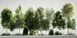 © typepng - A collection of beautiful 3D trees isolated on transparent PNG backgrounds is available for use in architectural design visualization or garden decoration