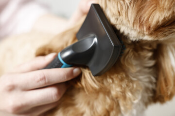 Wall Mural - Woman brushing dog's hair against blurred background, closeup. Pet grooming