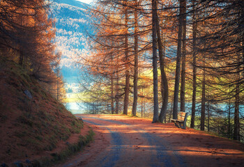 Wall Mural - mountain road in orange forest at sunset in golden autumn. dolomites, italy. beautiful rural road, t
