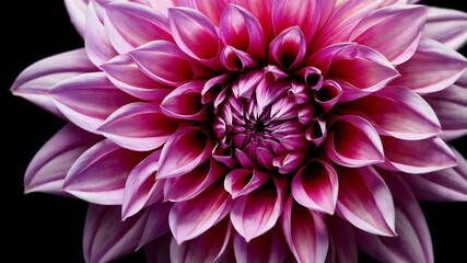 Poster - Vibrant pink dahlia flower with black background, close-up view. Nature and beauty concept