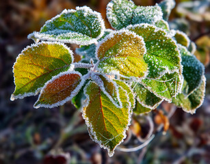 A twig with green and orange leaves is covered with frosty hoarfrost. Autumn frost morning. Blurred photo brown background. Sunny day.