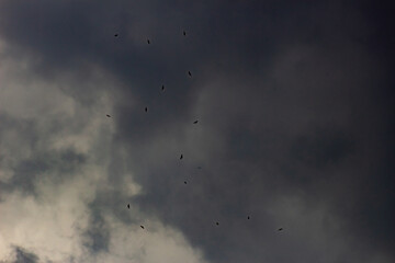 Wall Mural - flock of birds flying in the sky