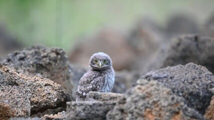 Wall Mural - Little owl in natural habitat Athene noctua. Slow motion. Young owl. Close up.