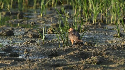 Canvas Print - Red-footed Falcon Falco vespertinus drinking water on a lake shore in Slow Motion. Close-up.