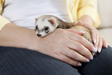 Wall Mural - Woman with cute ferret on sofa, closeup