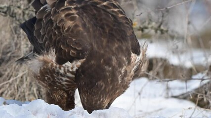 Wall Mural - Common buzzard Buteo buteo feeding while standing on snow in the forest. Slow motion. Close-up.