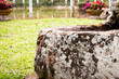 © Dexcy - Piedra con liquen en un espacio de  color verde como tipo pozo o tanque de agua