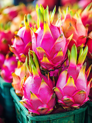 Vibrant pink dragon fruits in a green crate.  A closeup showcasing the exotic texture and bright color, perfect for food blogs, health  wellness, and tropical travel themes.