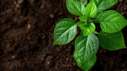 Wall Mural - Green plant with vibrant leaves growing in dark soil, close-up