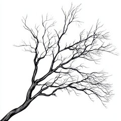 Monochrome Autumn Tree Branch Illustration. Hand-Drawn Black Sketch on White Background.