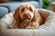 © Maria - A curly-haired dog resting comfortably in a plush dog bed at home, gazing into the camera with gentle eyes
