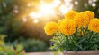 © danadesa - Yellow Marigolds in Pot at Sunset