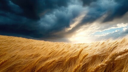 Wall Mural - Golden wheat field under dramatic stormy sky with sunlight breaking through