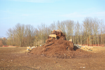 Wall Mural - one sheep graze on the on a haystack