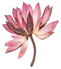 Wall Mural - PNG Pressed pink lotus flower dried dried flower.