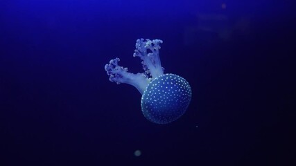 jellyfish swims in dark water with blue light
