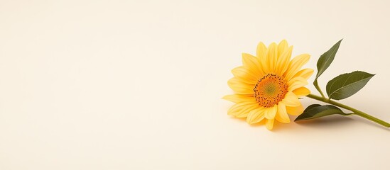 Wall Mural - Single yellow sunflower blossom with green stem and leaves
