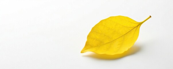 Wall Mural - Single yellow leaf unfolding on a pristine white background, isolated, background, organic